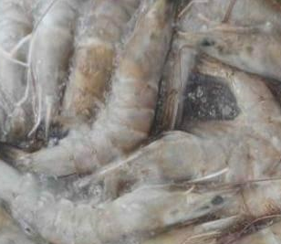 黄瓜视频免费看廠家解決海鮮水產行業冷庫問題 。